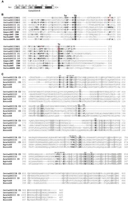 Starch Synthesis in Ostreococcus tauri: The Starch-Binding Domains of Starch Synthase III-B Are Essential for Catalytic Activity